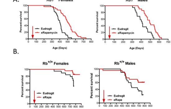 Factors Influencing MDX Lifespan: